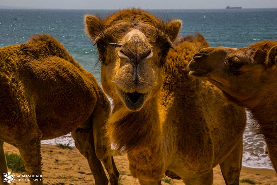 Camel